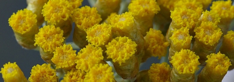 aromatherapy pic yellow 793x278 good one for site