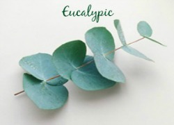 Eucalypic 