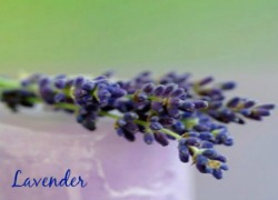 Lavender 